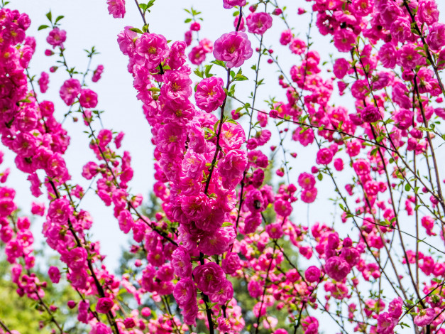 Обои картинки фото цветы, цветущие деревья ,  кустарники, розовый