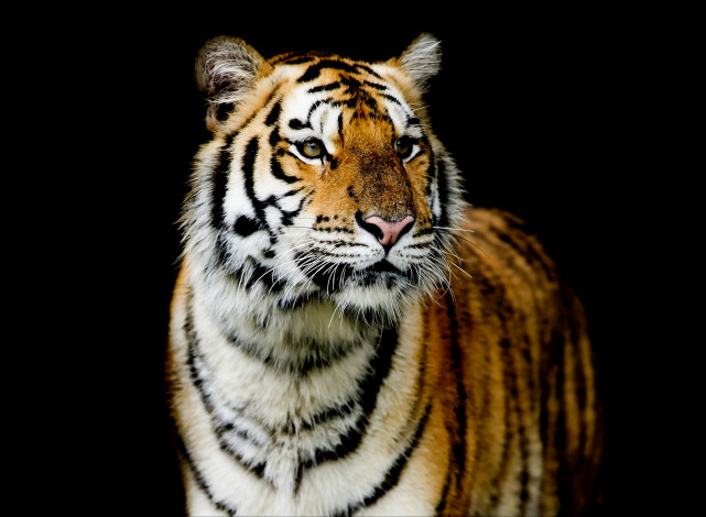Обои картинки фото животные, тигры, темный, фон, тигр