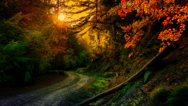 Обои картинки фото природа, дороги, лес, осень, краски, шоссе