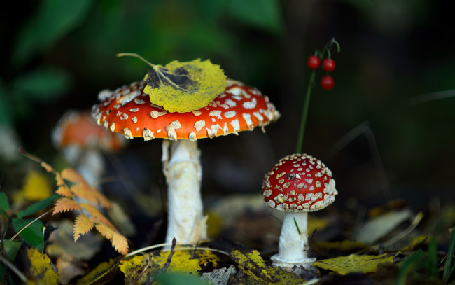 Обои картинки фото природа, грибы,  мухомор, лес, листья, мухомор, осень