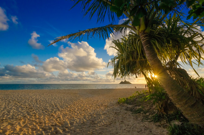 Обои картинки фото природа, тропики, горизонт, солнце, пальма, пляж, океан