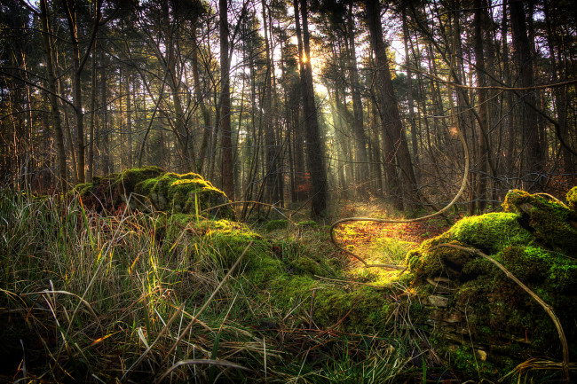 Обои картинки фото природа, лес, чаща, трава, мох, свет