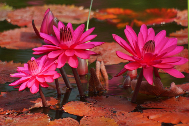 Обои картинки фото цветы, лилии водяные,  нимфеи,  кувшинки, розовая, водяная, лилия, листья, озеро