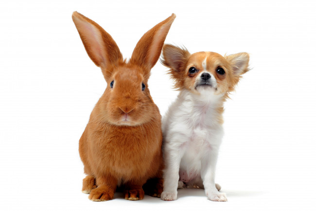 Обои картинки фото животные, разные вместе, белый, фон, собака, кролик