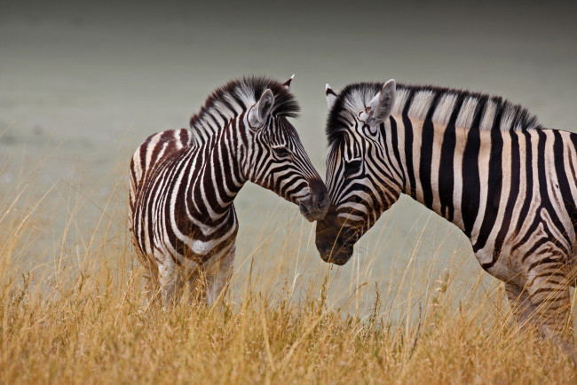 Обои картинки фото животные, зебры, трава, две