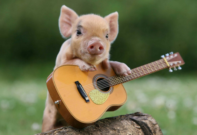 Обои картинки фото животные, свиньи,  кабаны, гитарист, гитара, поросёнок