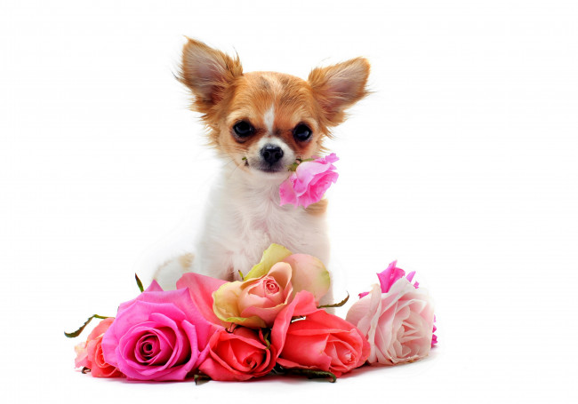 Обои картинки фото животные, собаки, белый, фон, собака, цветы, розы