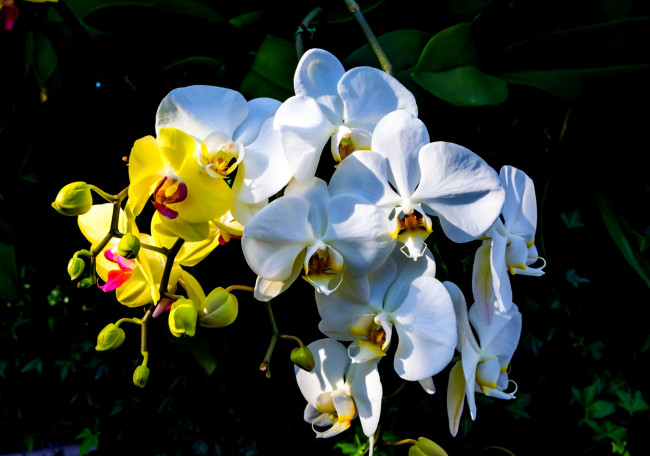 Обои картинки фото цветы, орхидеи, листья, белая, желтая, орхидея