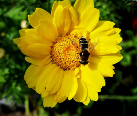 Картинка животные насекомые жёлтый насекомое цветок