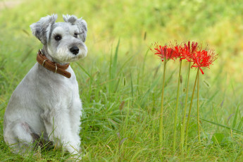 Картинка животные собаки лето трава луг цветы собака взгляд