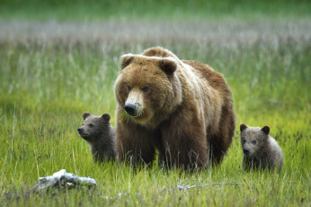 Картинка животные медведи аляска природа трава медвежата медведица гризли