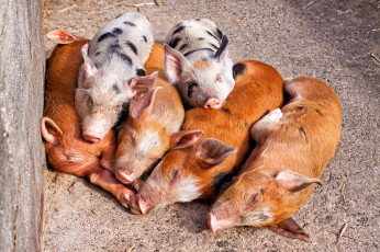 Картинка животные свиньи +кабаны уют природа поросята