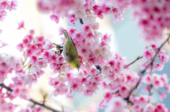 Картинка животные белоглазки природа весна ветки розовые цветы дерево сакура птица Японская белоглазка
