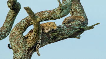 Картинка животные леопарды дерево малыш отдых