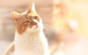 Картинка животные коты боке кот рыжий