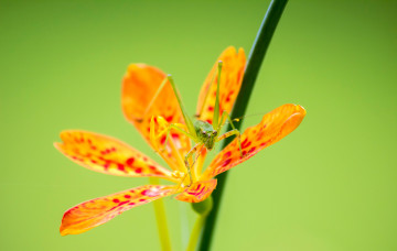Картинка животные кузнечики +саранча природа насекомое лепестки растение цветок