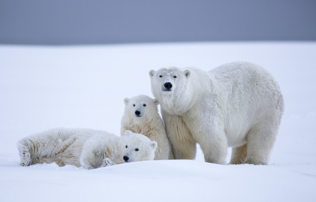Обои картинки фото животные, медведи, полярный, снег, трио, семья