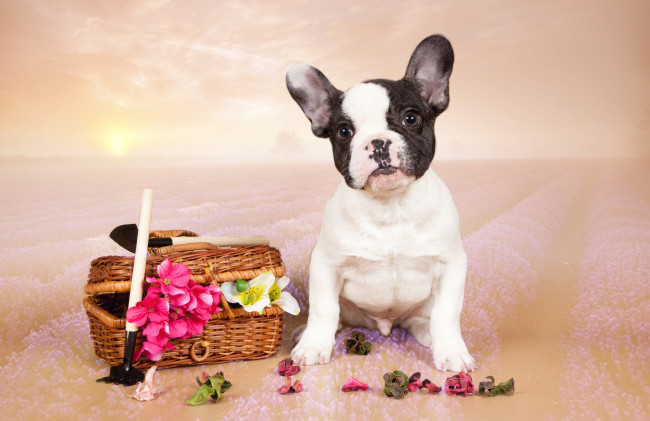 Обои картинки фото животные, собаки, щенок, французский, бульдог, цветы
