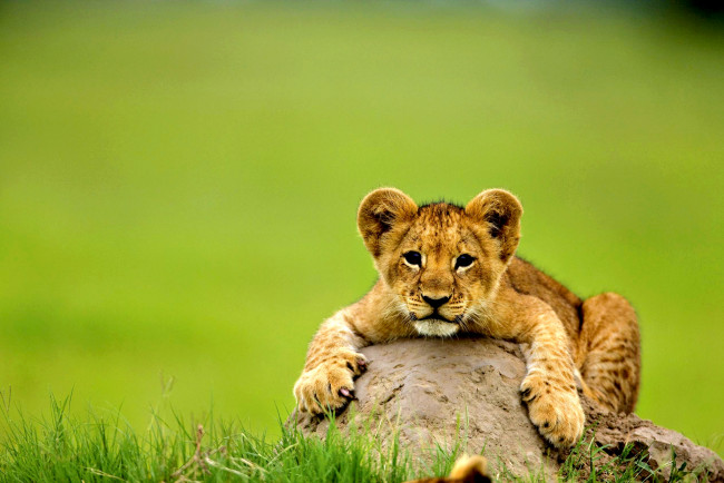 Обои картинки фото животные, львы, камень, кошка, львенок, лев