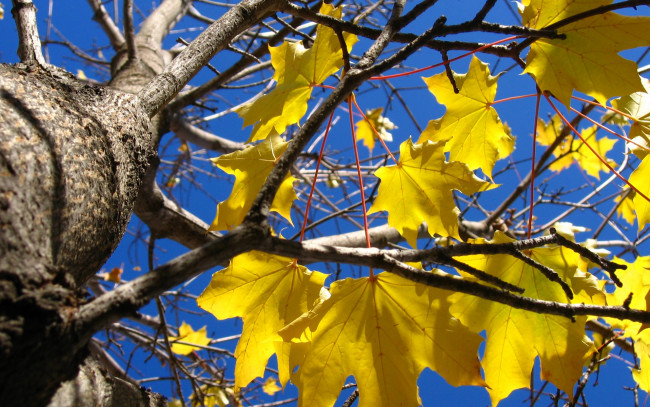 Обои картинки фото природа, деревья, осень, желтые, листья, клен, дерево