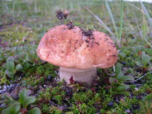 Картинка гриб природа грибы трава ягоды