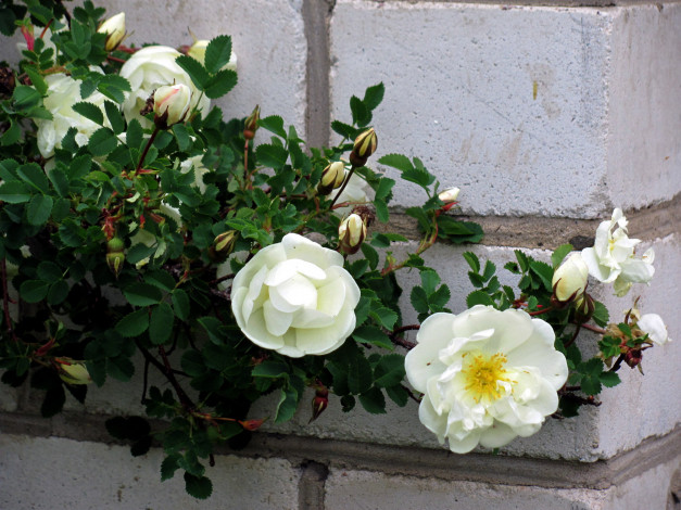 Обои картинки фото цветы, розы, белые, ветка