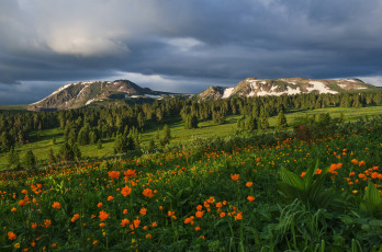 Картинка природа луга горный алтай россия сибирь горы леса трава цвeты