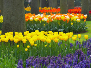 Картинка spring garden keukenhof gardens lisse holland цветы разные вместе