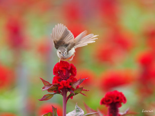 Картинка животные птицы цветок камышевка