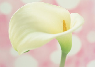 Картинка цветы каллы цветок белый калы