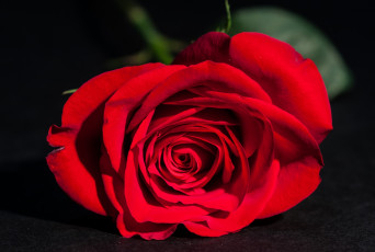 Картинка цветы розы красный макро