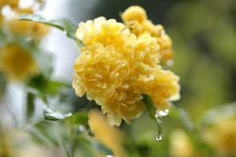 Картинка цветы цветущие деревья кустарники желтый капля керрия японская