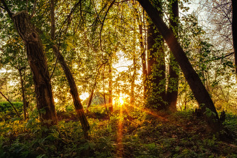 Картинка природа лес лучи свет деревья