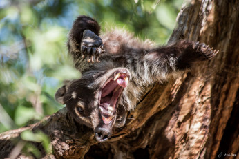 Картинка животные коати носухи дерево пасть
