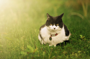 Картинка животные коты трава взгляд ошейник