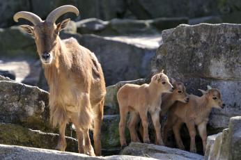 Картинка животные козы рога малыши мама