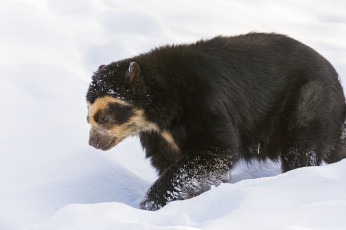 Картинка животные медведи снег очковый медведь