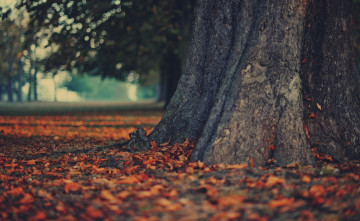 Картинка природа деревья осень листопад дерево листья