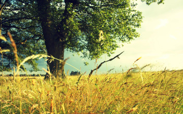Картинка природа луга луг трава дерево