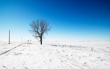 Картинка природа зима снег дерево столбы поле