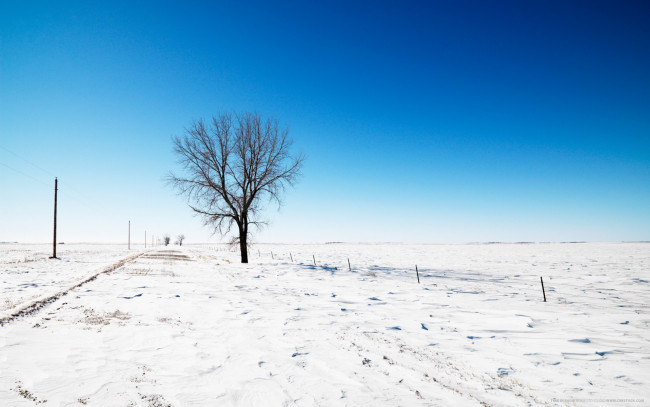 Обои картинки фото природа, зима, снег, дерево, столбы, поле