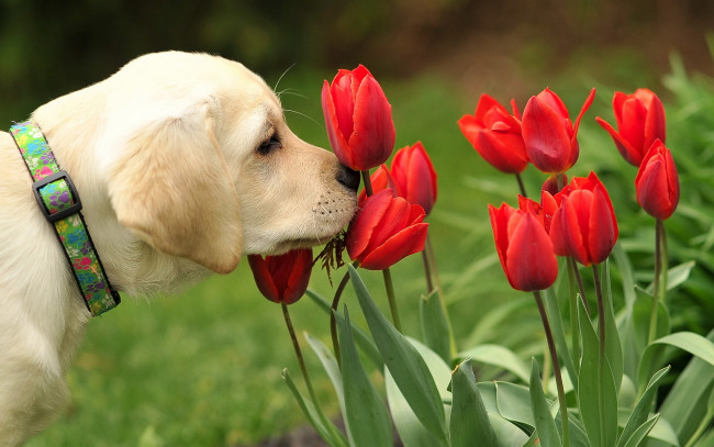 Обои картинки фото животные, собаки, тюльпаны, цветы