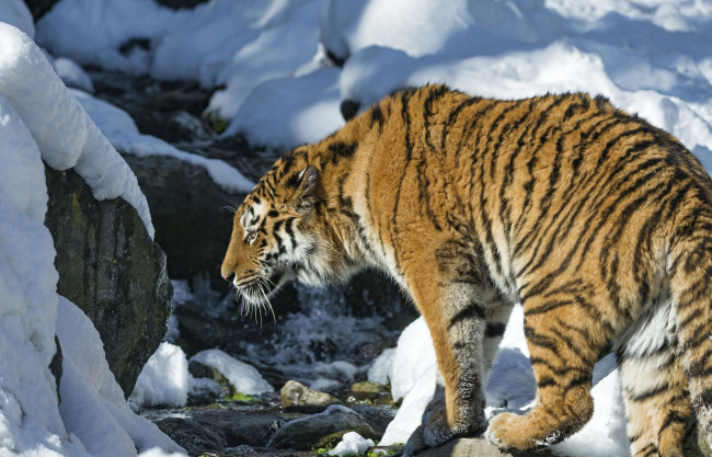 Обои картинки фото животные, тигры, снег, хищник