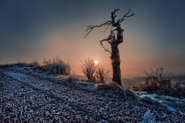 Обои картинки фото природа, восходы, закаты, закат, дерево, мороз, иней