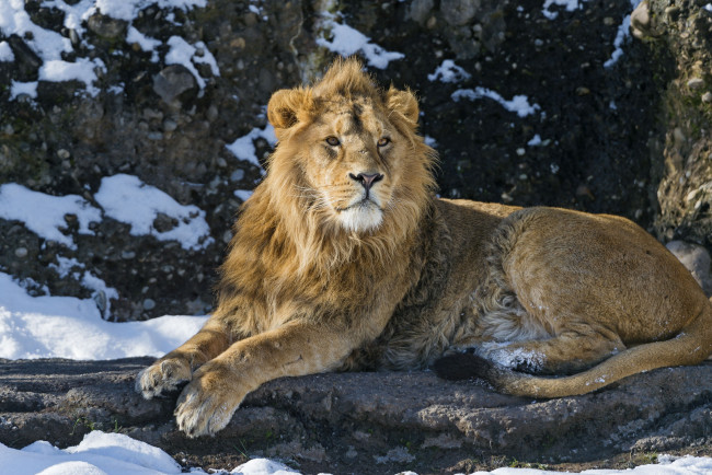 Обои картинки фото животные, львы, снег, хищник, царь, зверей, дикая, кошка