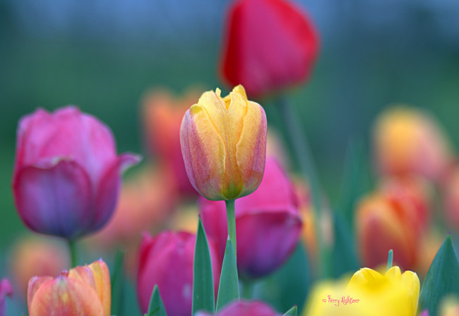 Обои картинки фото цветы, тюльпаны, бутон
