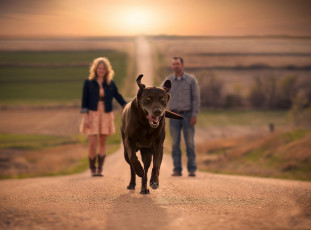 Картинка животные собаки бег дорога