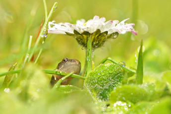 Картинка животные лягушки роса капли лягушка цветок макро