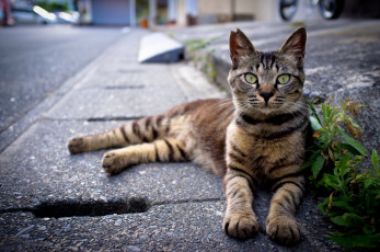 Картинка животные коты лежит полосатый серый асфальт трава кот
