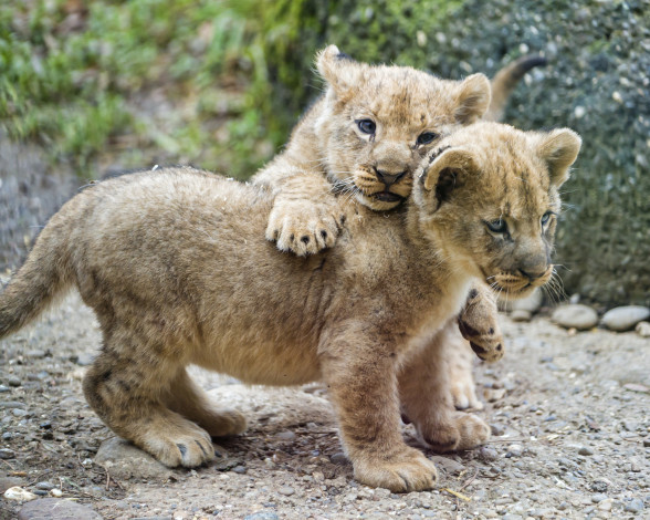 Обои картинки фото животные, львы, игра